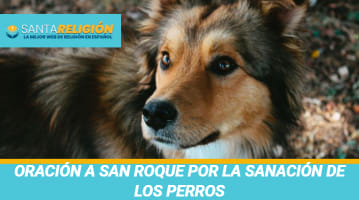 Oración a San Roque para la sanación de los perros